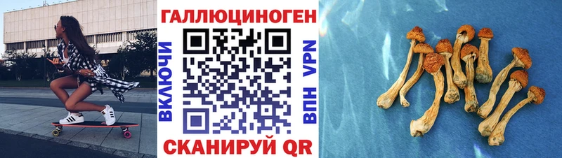 Купить закладки  Луховицы  Псилоцибиновые грибы Psilocybe 